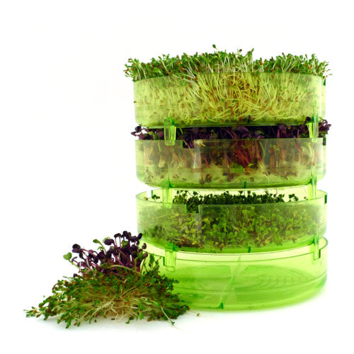 Bavicchi Groddburkar