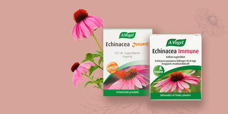 Stöd immunförsvaret med echinacea och A.Vogel