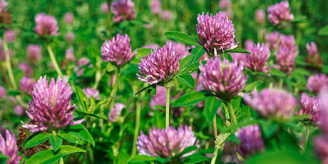Rödklöver vid klimakteriet: Vad är det, och vad används det till?
