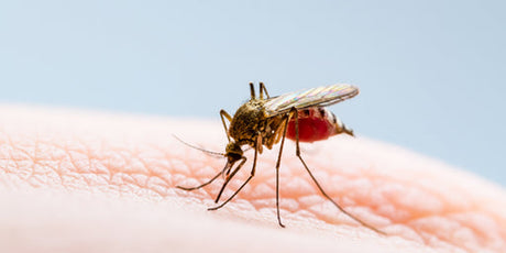 Insektsbett och stick