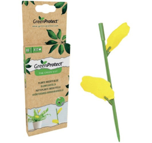 Växt insektsfälla