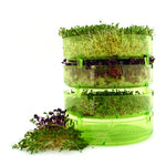 GEO Bavicchi Groddburkar