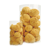 Natursvamp 10