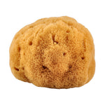 Croll & Denecke Natursvamp 14-16 cm fra Caribien