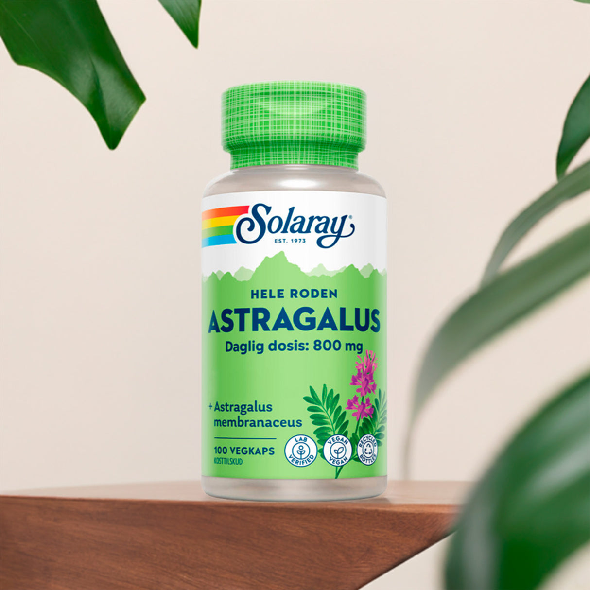 Astragalus