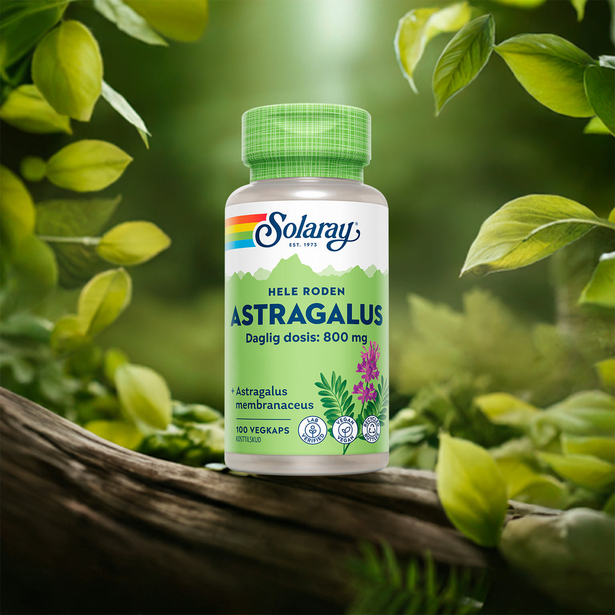 Astragalus