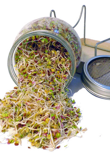 Bavicchi Groddburk